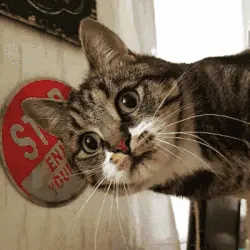 Maak van je kat een schattig 3D-personage!