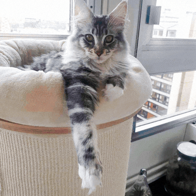 Wat als jouw kat een ware held verborgen hield?