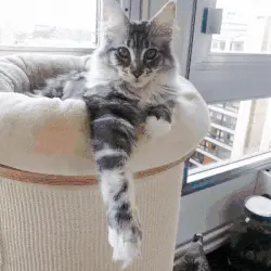 Maak van je hond het perfecte stripfiguur!