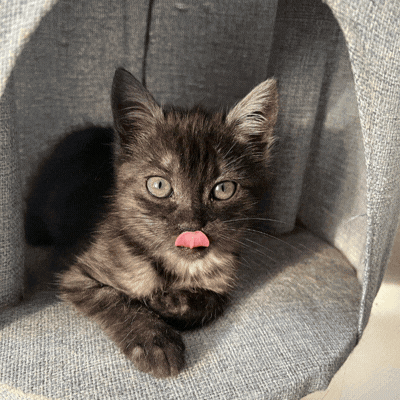 Jouw kat verdient een koninklijk portret.