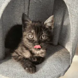 Jouw kat verdient een koninklijk portret!