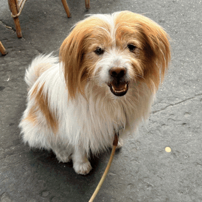 Wat als je hond een 3D-personage zou worden?