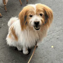 Maak van je hond een schattig 3D-personage!