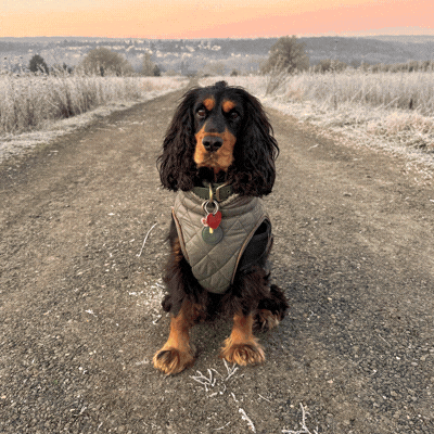 Wat als jouw hond een ware held verborgen hield?