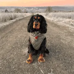 Maak van je hond het perfecte stripfiguur!