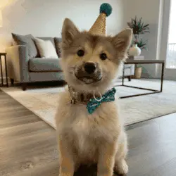 Je hond verdient een koninklijk portret!