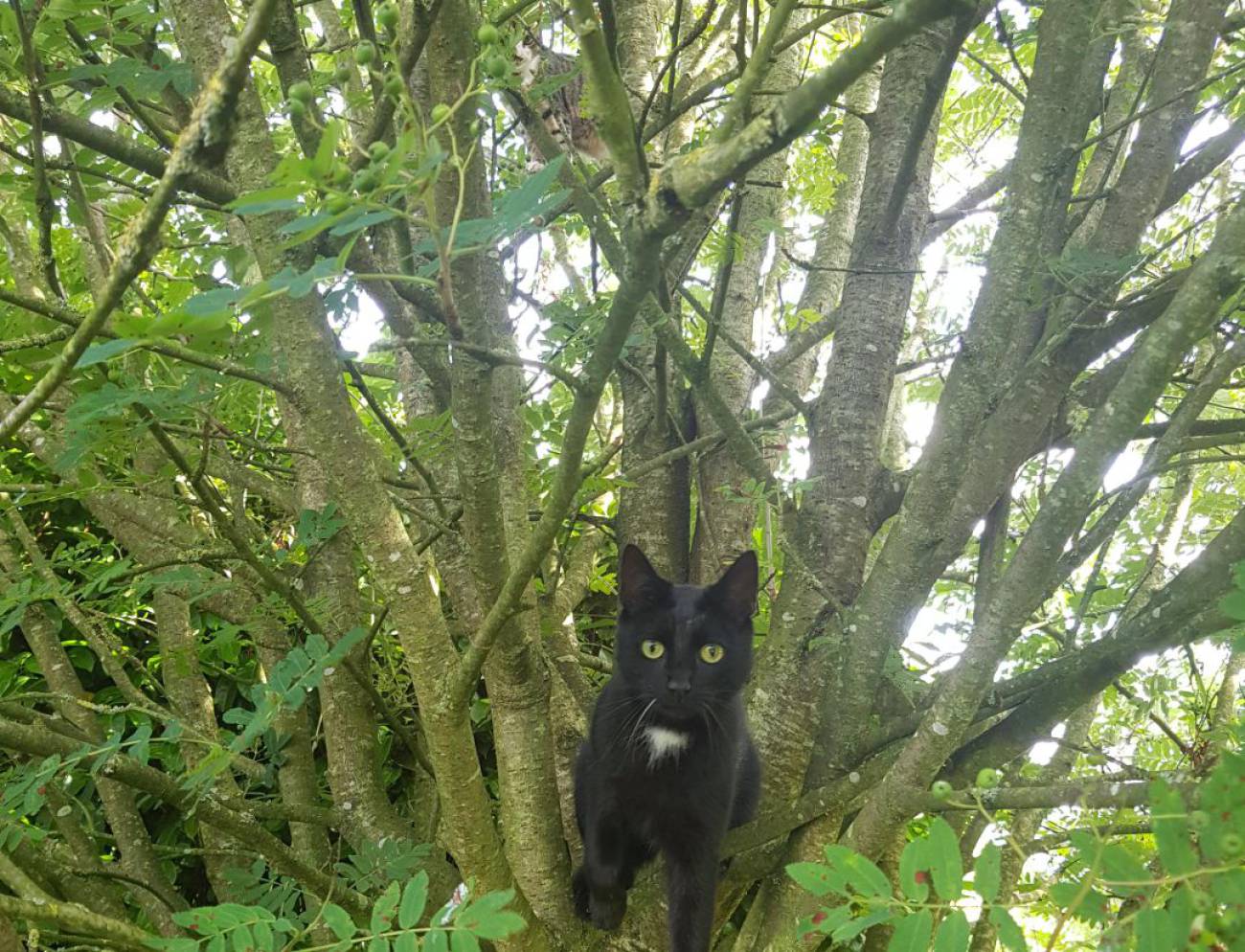 Zwarte kat in boom