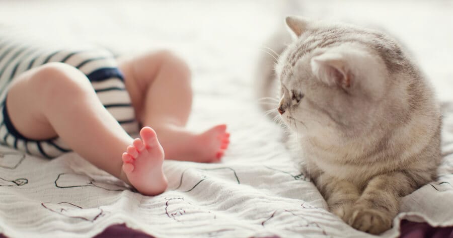 gato mirando los pies de un bebe