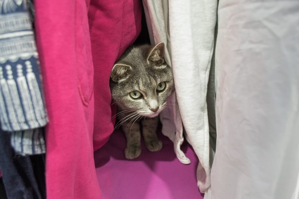kat tussen kleding
