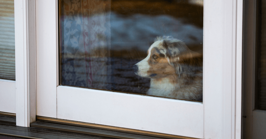 Hond met verlatingsangst kijkt uit raam