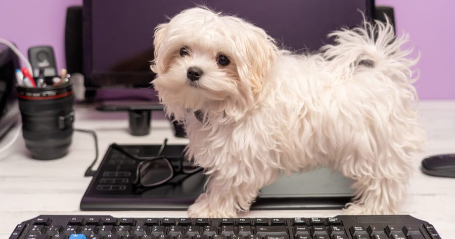 puppy achter laptop