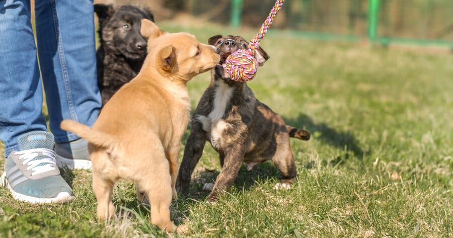 Puppy speelt met andere pups