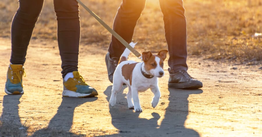 Verzorgers wandelen met puppy als training