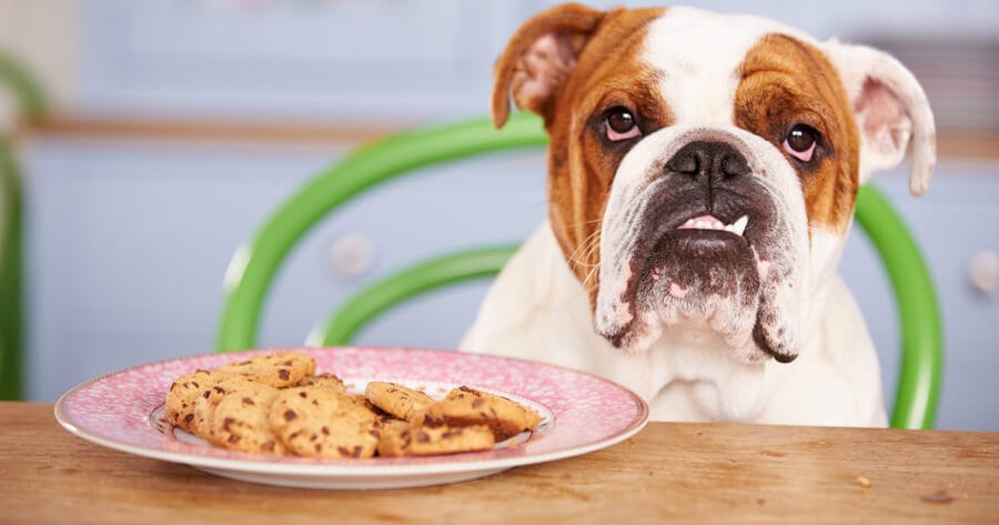 Hond en chocolade koekjes