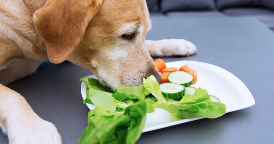 Hond met groenten