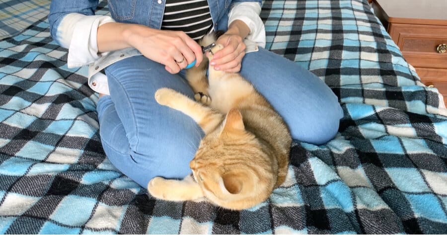 Vrouw knipt nagels kat