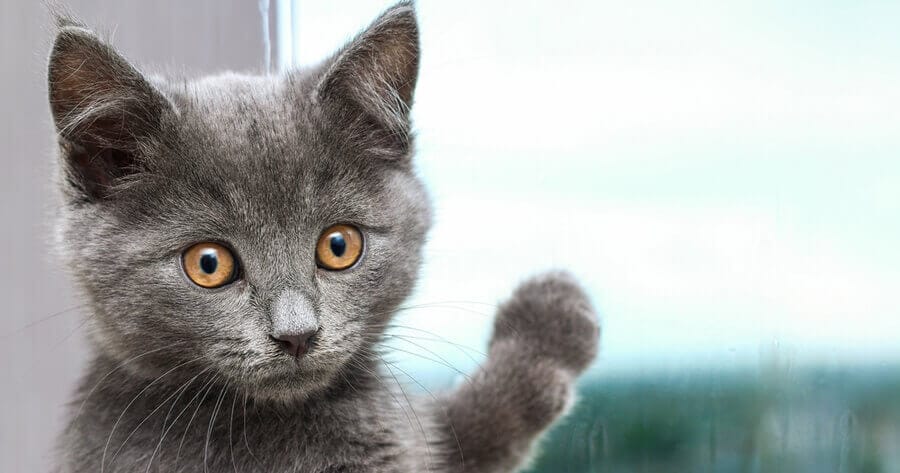 Buitenboordmotor Oranje zoogdier De mooiste grijze katten: van Britse Korthaar tot Chartreux